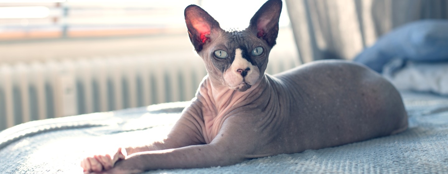 Haarlose Katze liegt auf dem Bett