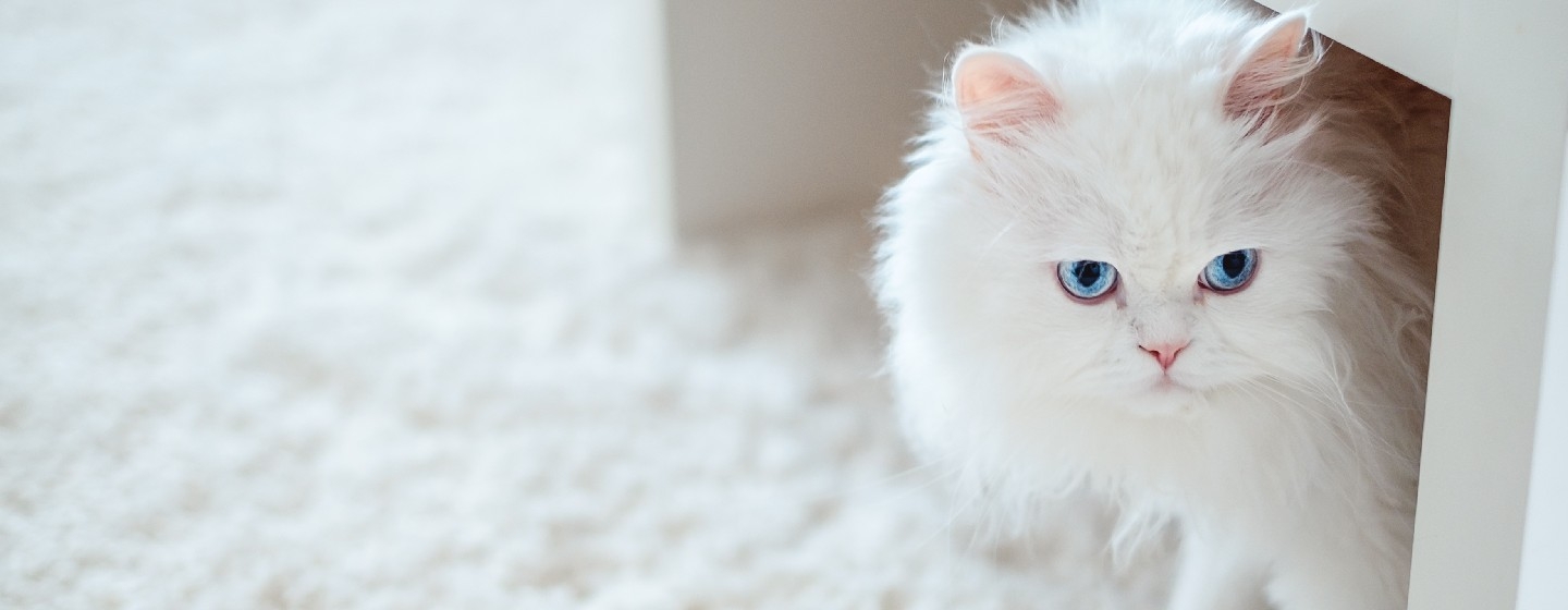 Flauschige weiße Katze saß unter einem Couchtisch