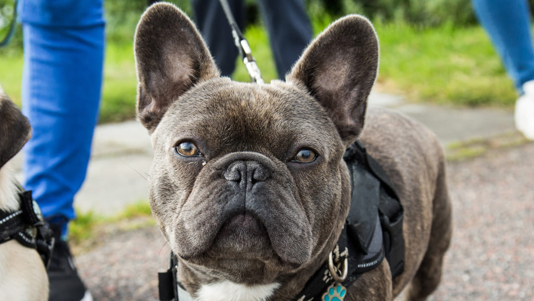 Französische Bulldogge: die häufigsten Krankheiten