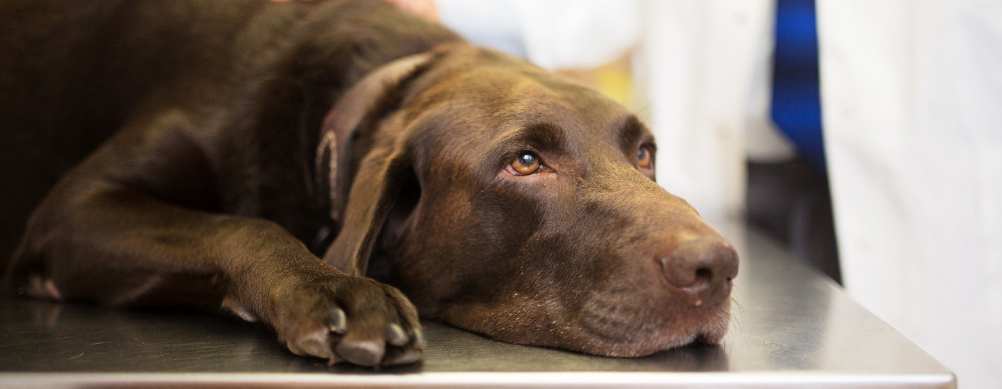 Labrador auf dem Tisch des Tierarztes liegend