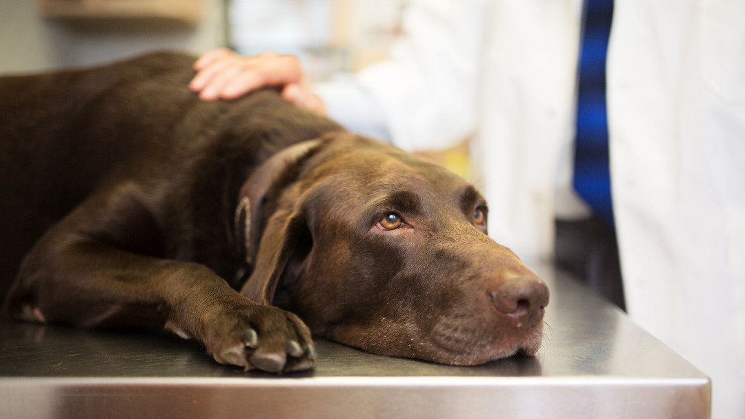 Labrador auf dem Tisch des Tierarztes liegend