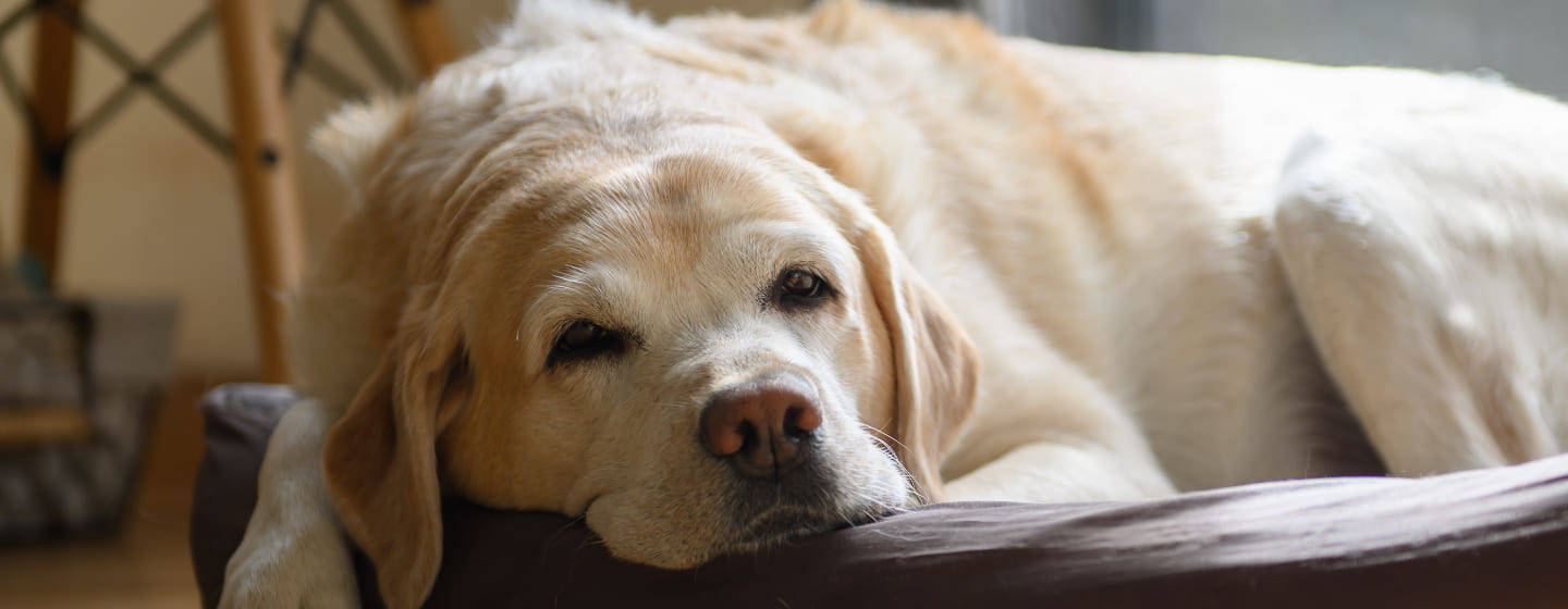 Weißer Hund sitzt auf einem Bett