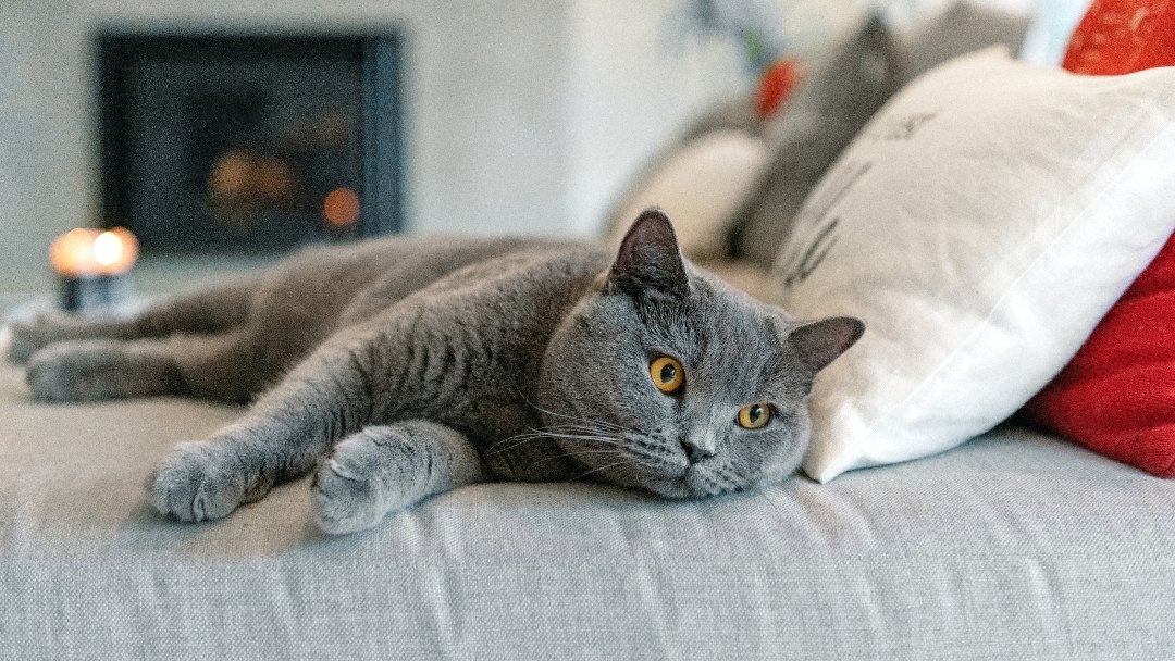 Graue Katze liegt auf einem Sofa