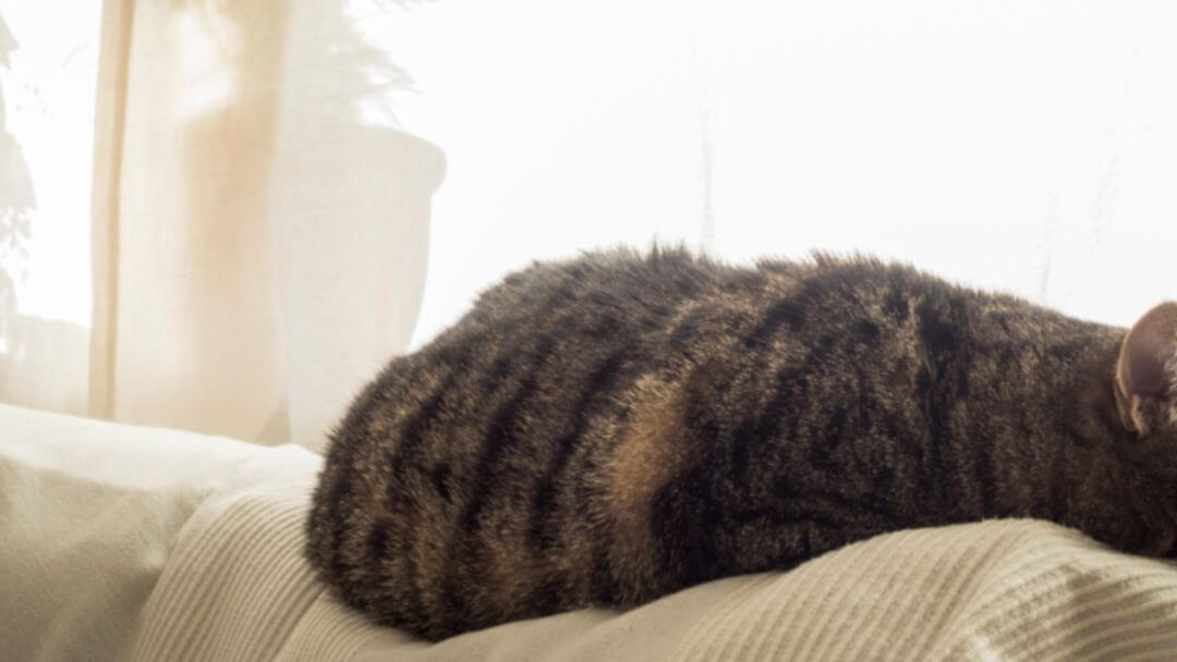 Ältere Katze, die auf Sofa schläft