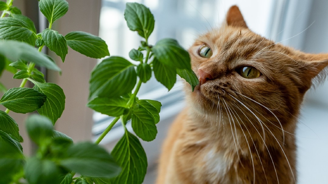 Ginger Tabby riecht nach frischem Basilikum