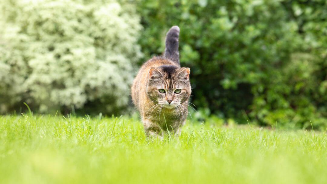 Katze, die im Gras herumstreift