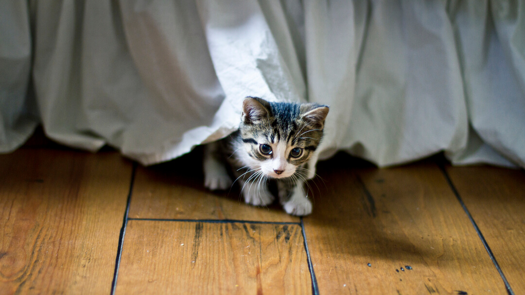 Kleines Kätzchen, das unter einem Bett hervorkommt
