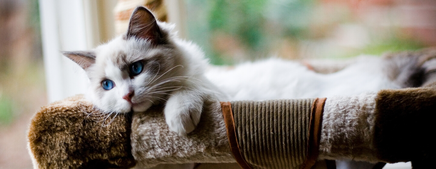 flauschiges Kätzchen mit blauen Augen, das in einem Bett liegt