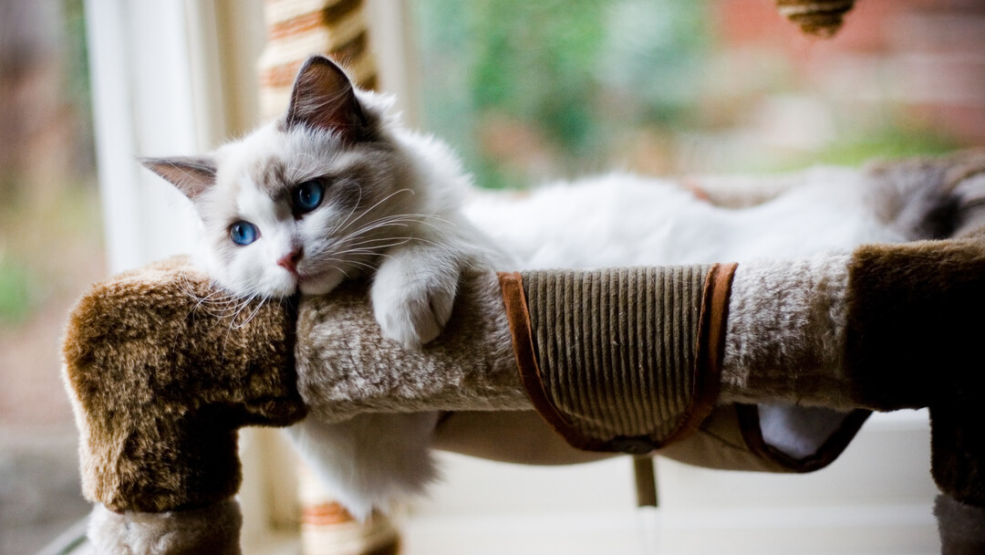 flauschiges Kätzchen mit blauen Augen, das in einem Bett liegt