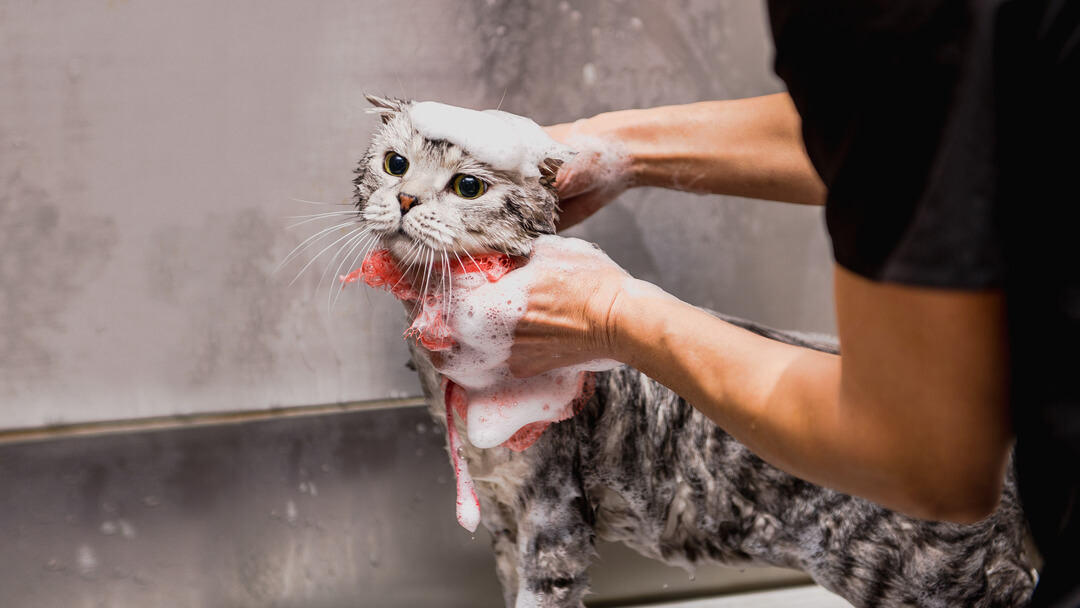 graue Katze wird vom Besitzer gebadet