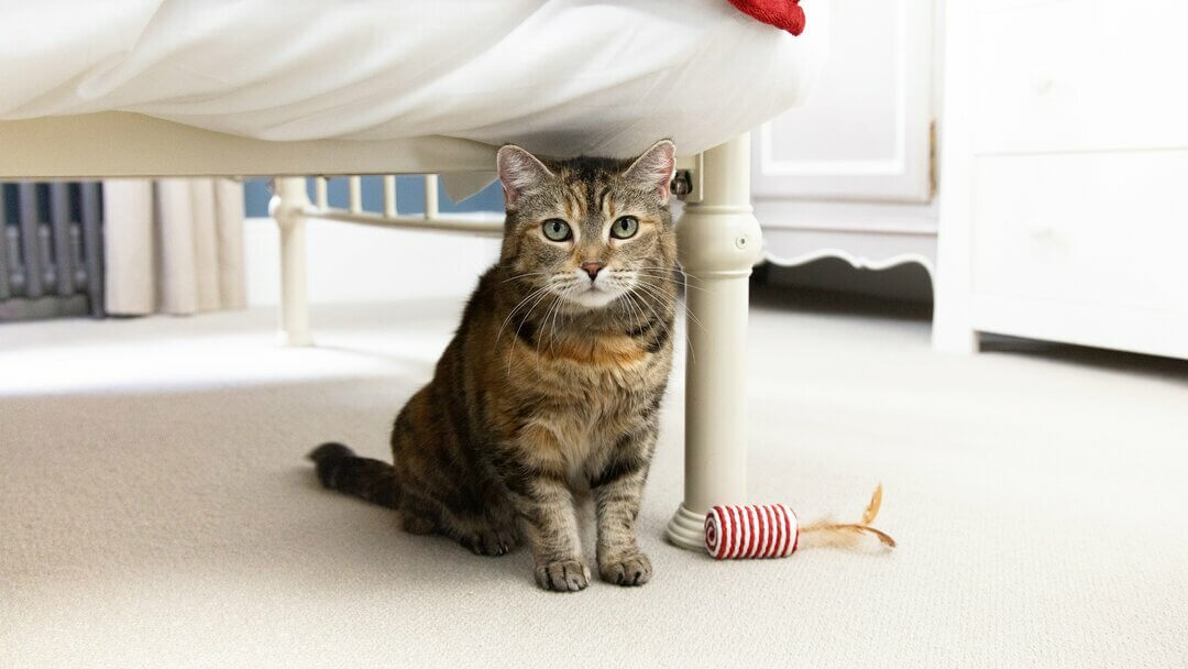 Braune Katze mit grünen Augen, die unter dem Bett sitzt.