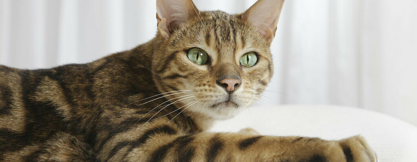 Nahaufnahme der Bengal-Katze mit grünen Augen