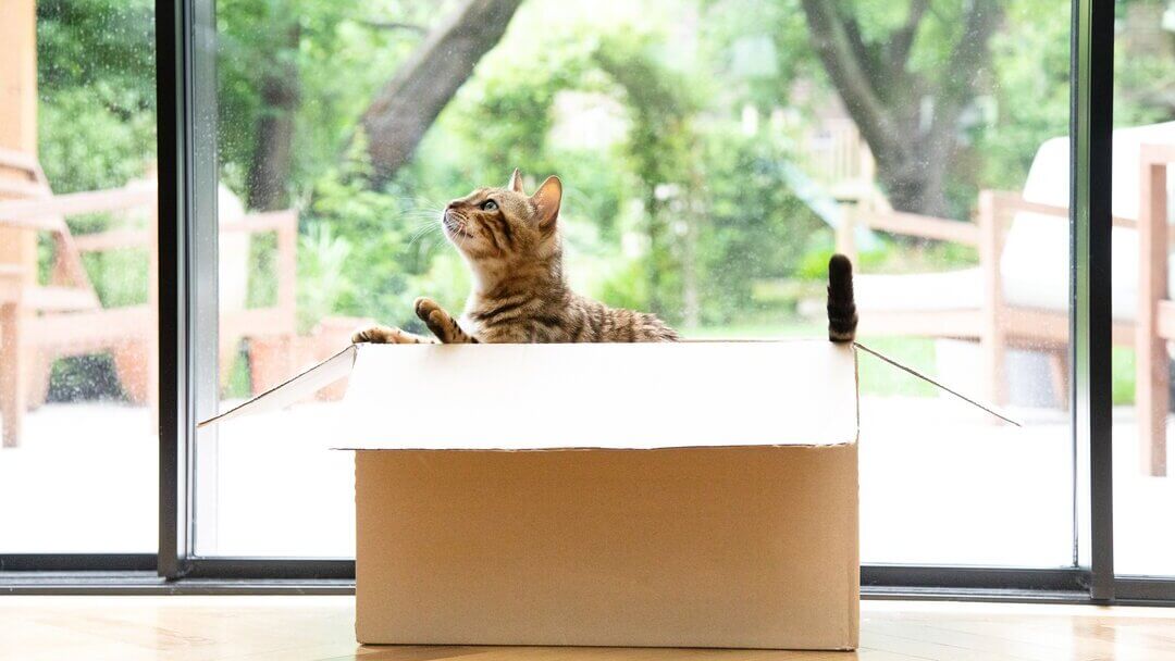 Spielende Bengalkatze in einem Karton