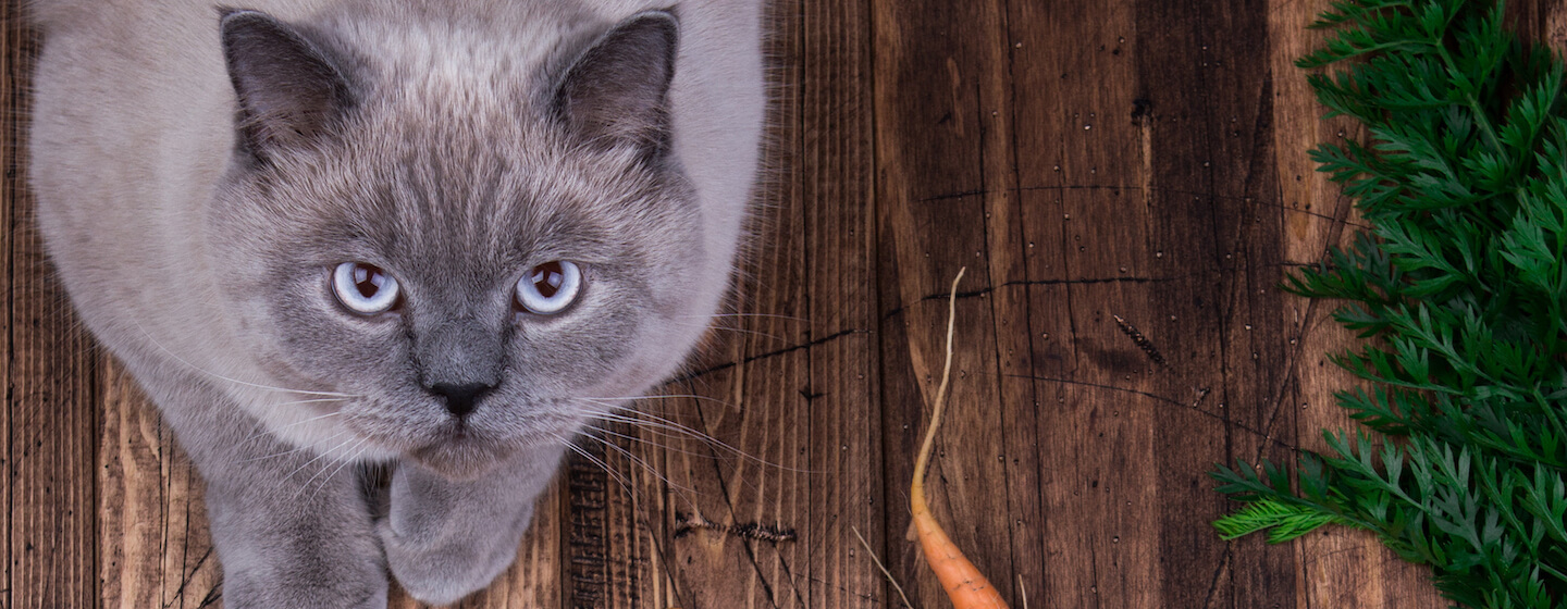 Can cats eat carrots