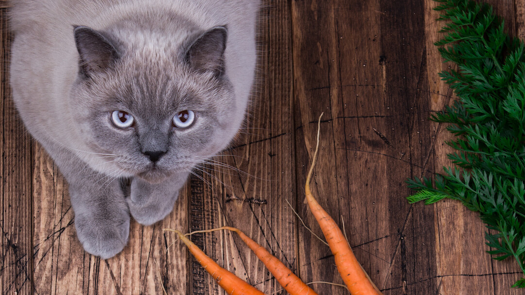 Can cats eat carrots
