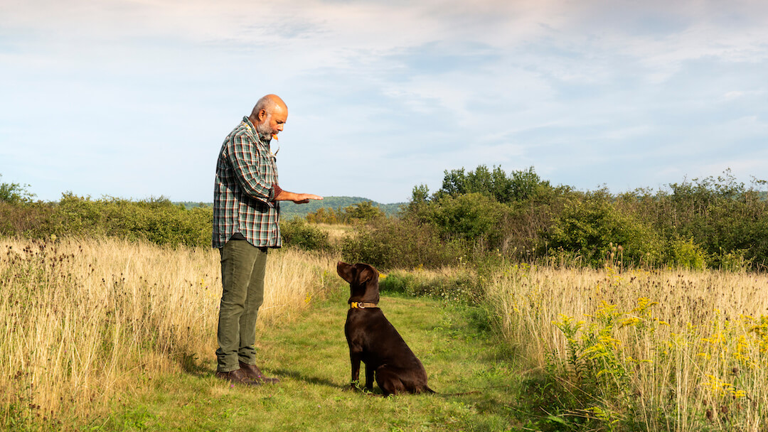 how to teach a dog to sit