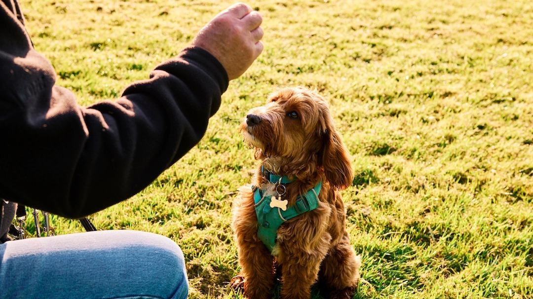 how to teach a dog to roll over