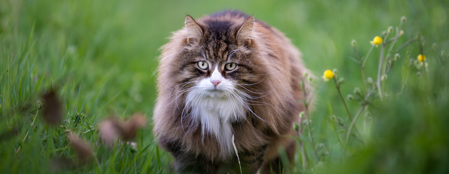 Große Katze im Gras