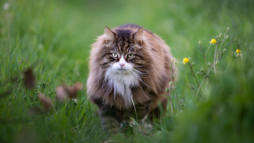 Große Katze im Gras