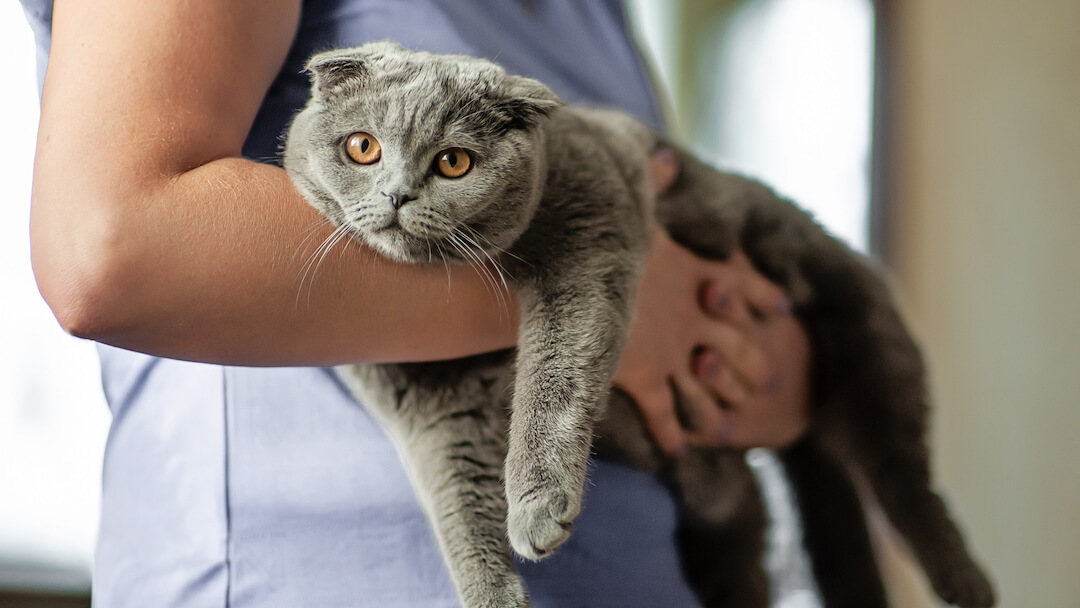 Katze fühlt sich unwohl