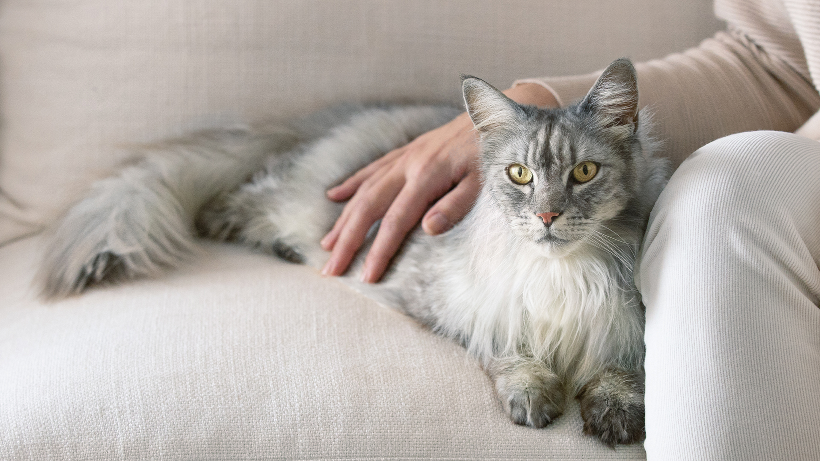 Eine langhaarige graue Katze, die auf einem Sofa liegt und die Hand ihres Besitzers auf ihrem Rücken hat