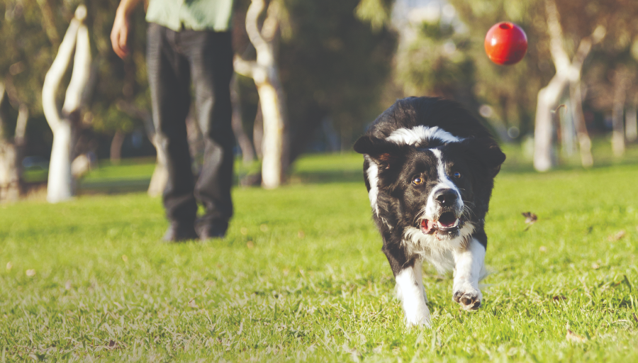 Border Collie jagt einen roten Ball über eine Wiese