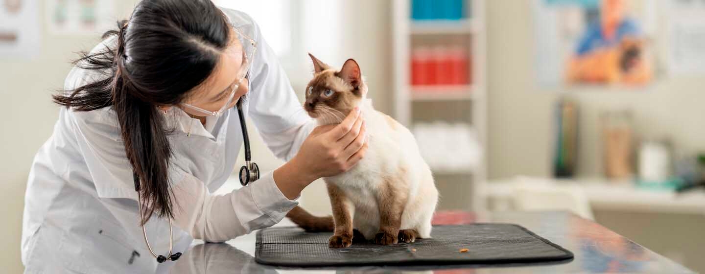 Fehlgeburt bei der Katze: Ursachen, Symptome und Behandlung