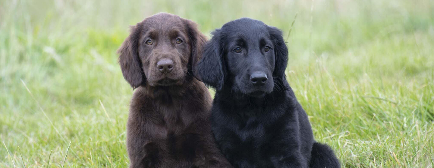 Brauner und schwarzer Hund sitzt auf der Wiese