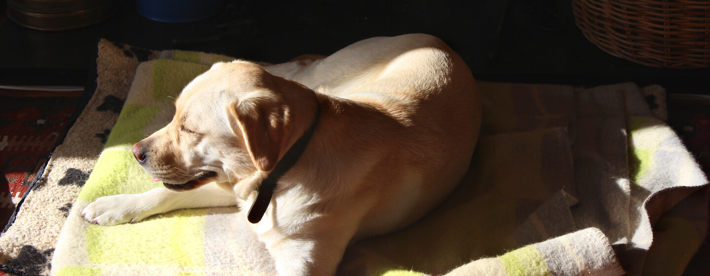 Hund liegt in der Sonne