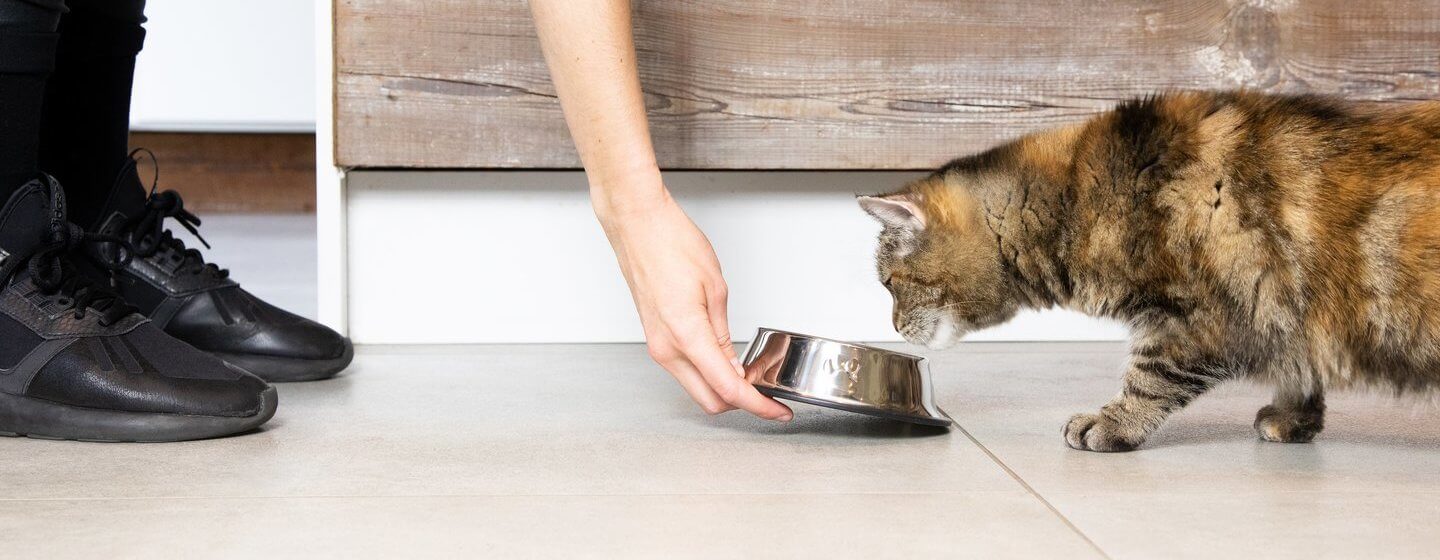 Der dunkelbraunen Katze wird vom Besitzer Futter in einer Schüssel serviert