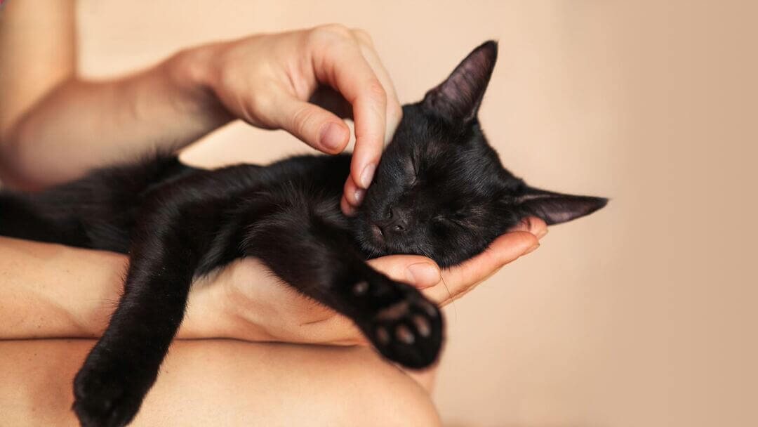 Schwarzes Kätzchen in den Händen des Besitzers schlafend.