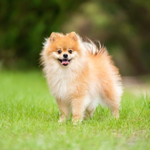 Pomeranian zwergspitz sales