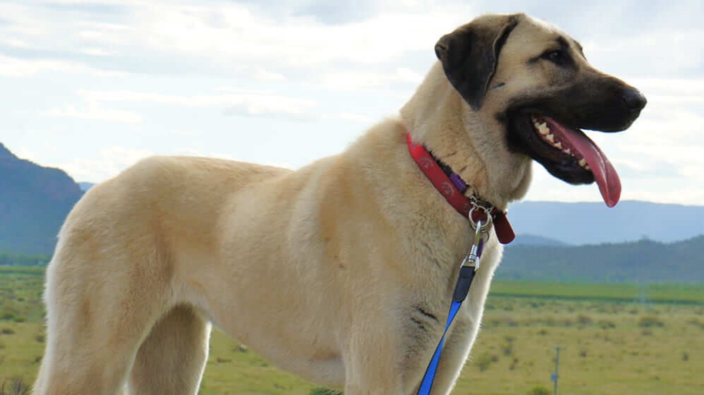 Body Condition Score beim Hund: Hund vor Berg-Landschaft