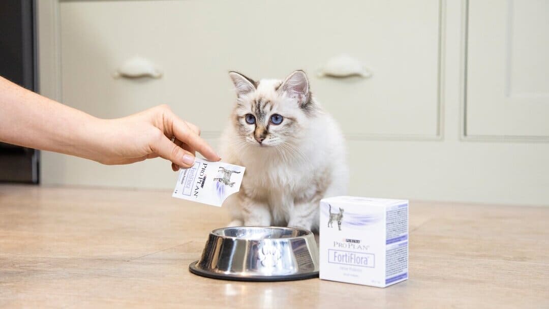  Probiotika für Katzen: Warum sie so wichtig sind
