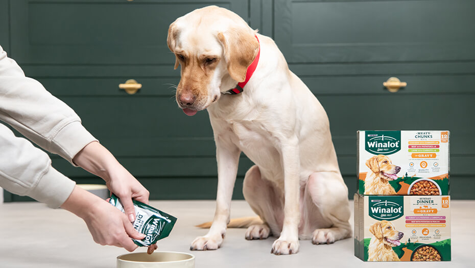 So fütterst du deinen erwachsenen Hund 