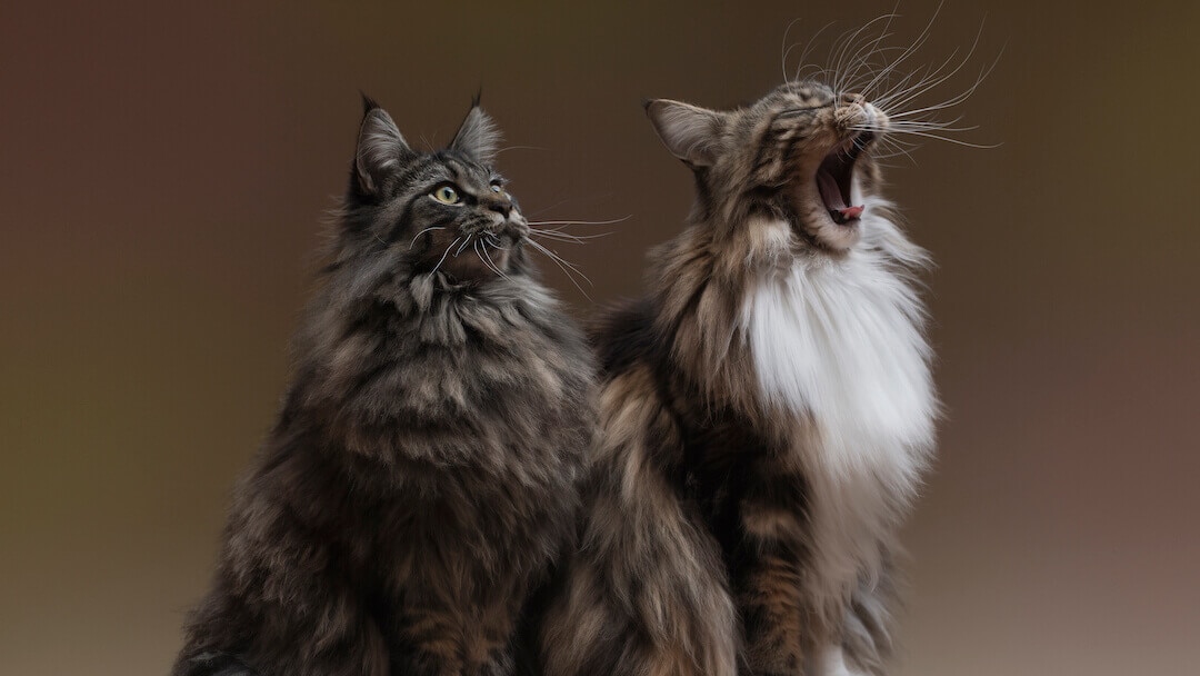 Die schönsten Langhaar-Katzenrassen | Purina
