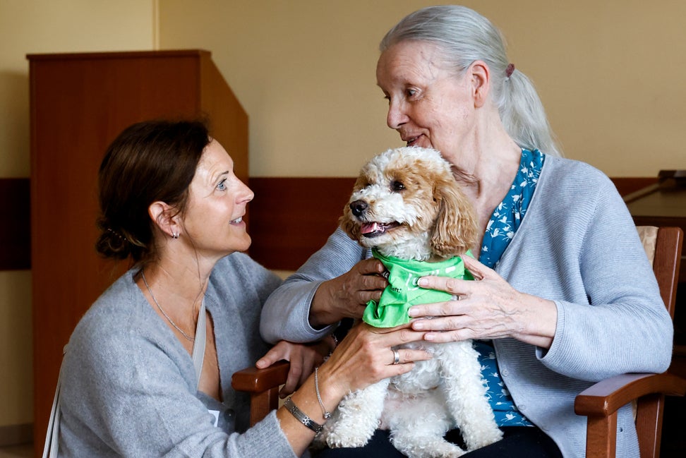 Tiere Bauen Brücken e.V.