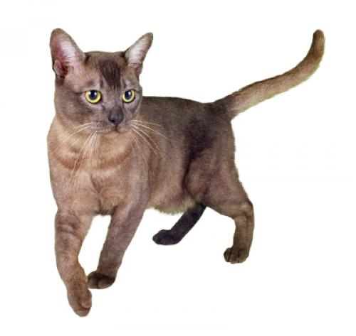 Asian-Katze: Rassebeschreibung| PURINA®