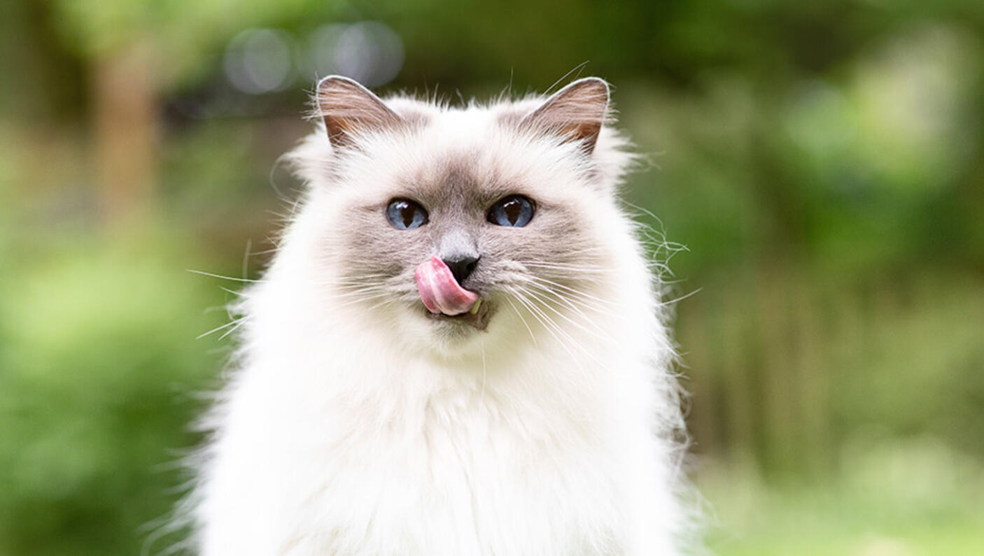 Katze leckt sich das Maul