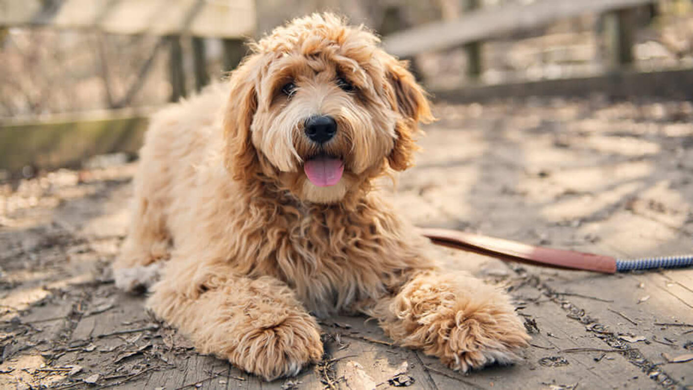 Hund liegt entspannt und guckt in die Kamera