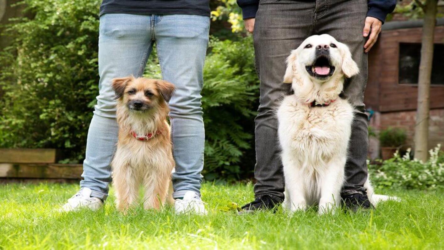 Hunde mit Herrchen beim Training auf der Wiese