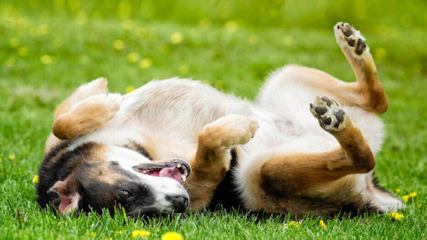 Hund macht Rolle