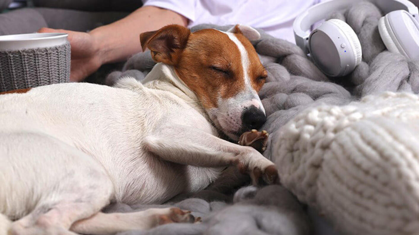 Haustier schläft auf dem Bett