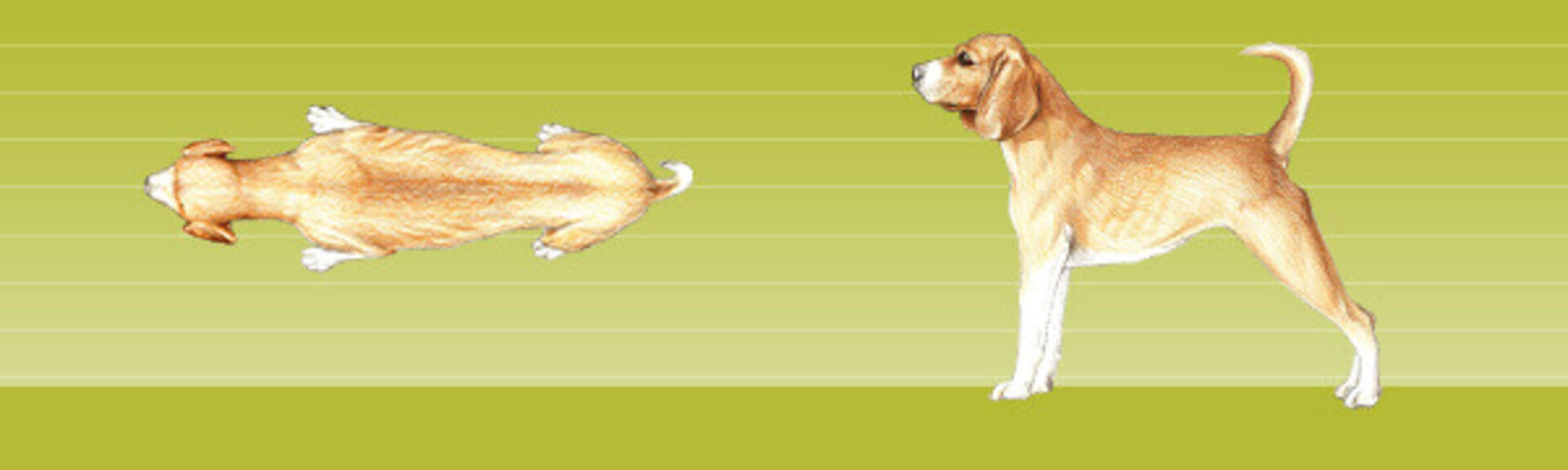 Idealgewicht Hund
