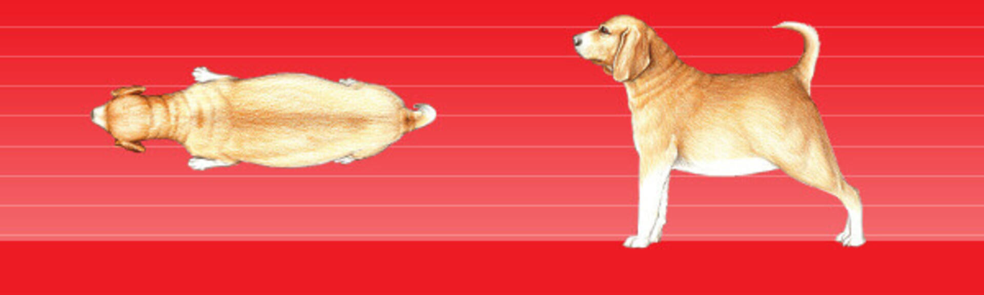Fettlebigkeit Hund