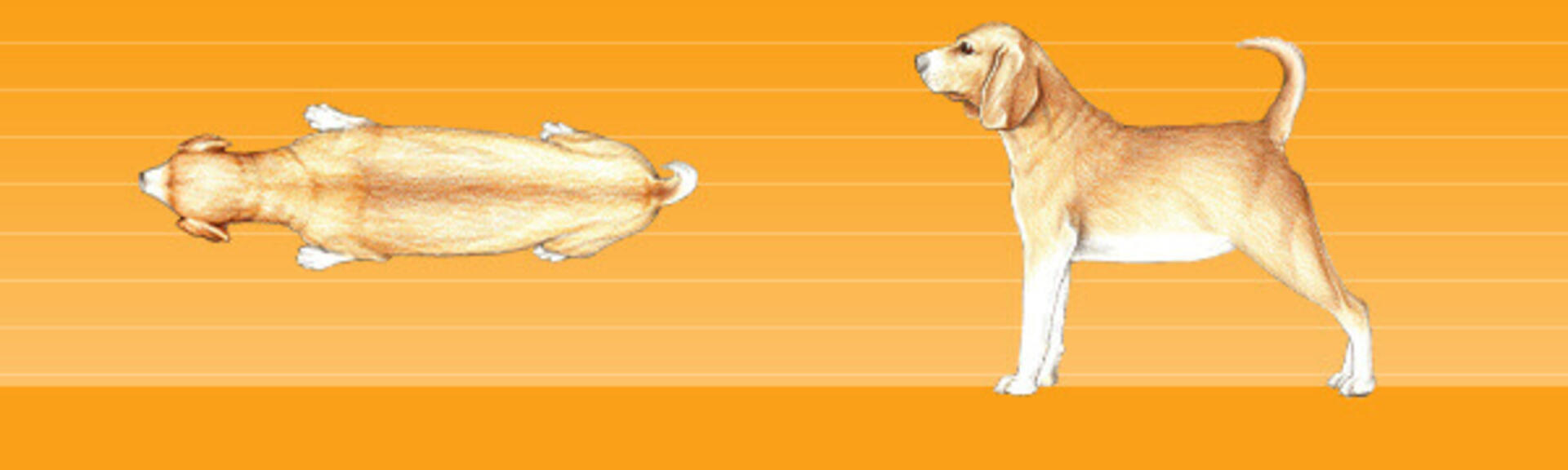 Übergewicht Hund