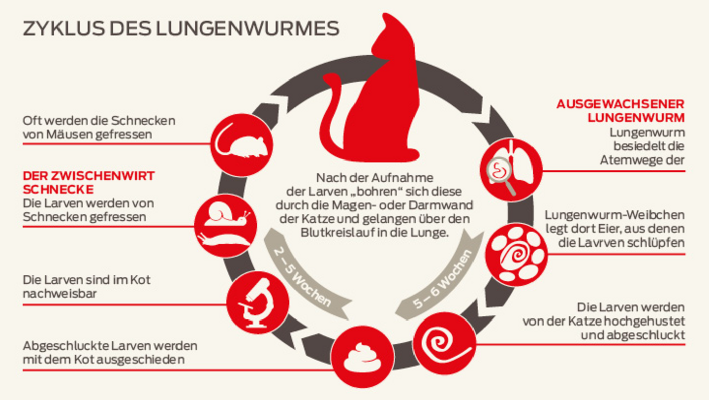 Zyklus des Lungenwurmes in Katzen