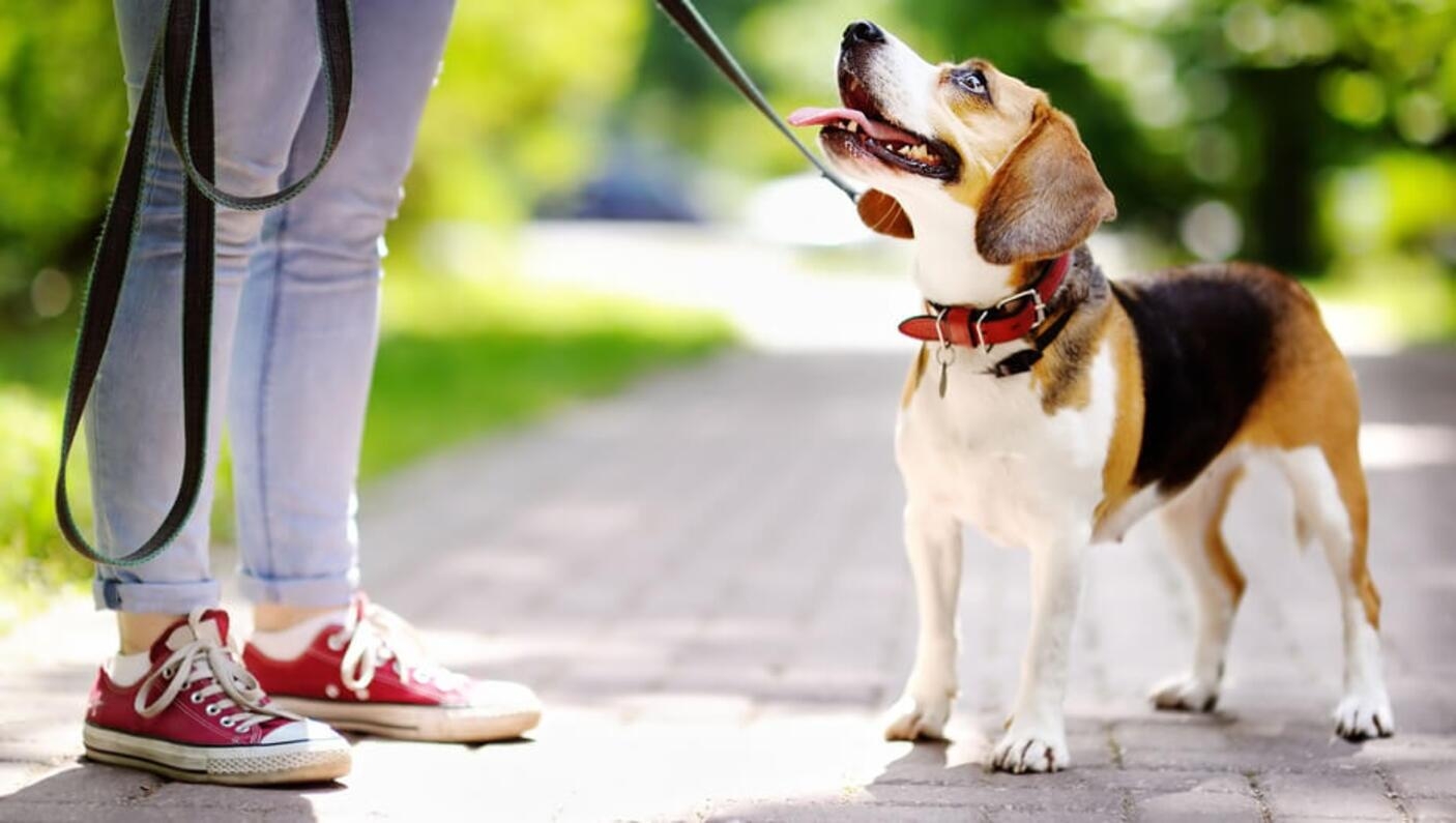 Beagle an der Leine schaut Besitzer in einem Park an