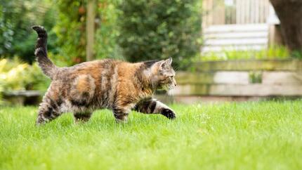 Dunkelbraune, gefleckte Katze, die durch das Gras läuft.