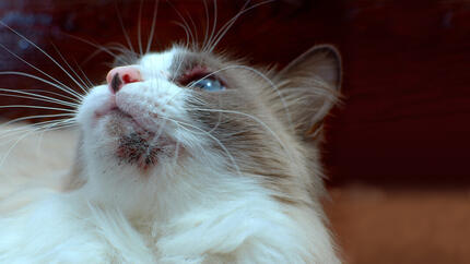 Katze mit Akne